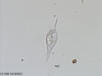 phyto/Bizerte/bizerte_bay/RISCO November 2015/Podolampas palmipes (Baie_T5-C3-Podolampas-3).tif(copy)_thumb.jpg